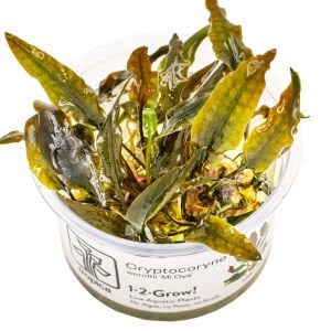 Tropica - Cryptocoryne wedtii Mi Oya 1-2 Grow!