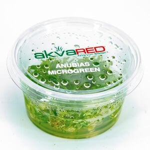 Anubias microgreen IN VITRO CUP