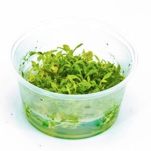 Anubias microgreen IN VITRO CUP