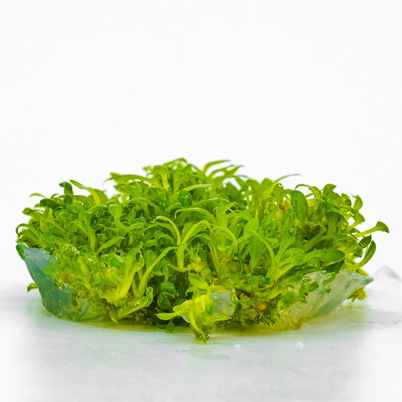 Anubias microgreen IN VITRO CUP