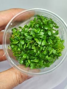 Anubias microgreen IN VITRO CUP