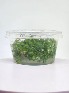 Anubias microgreen IN VITRO CUP