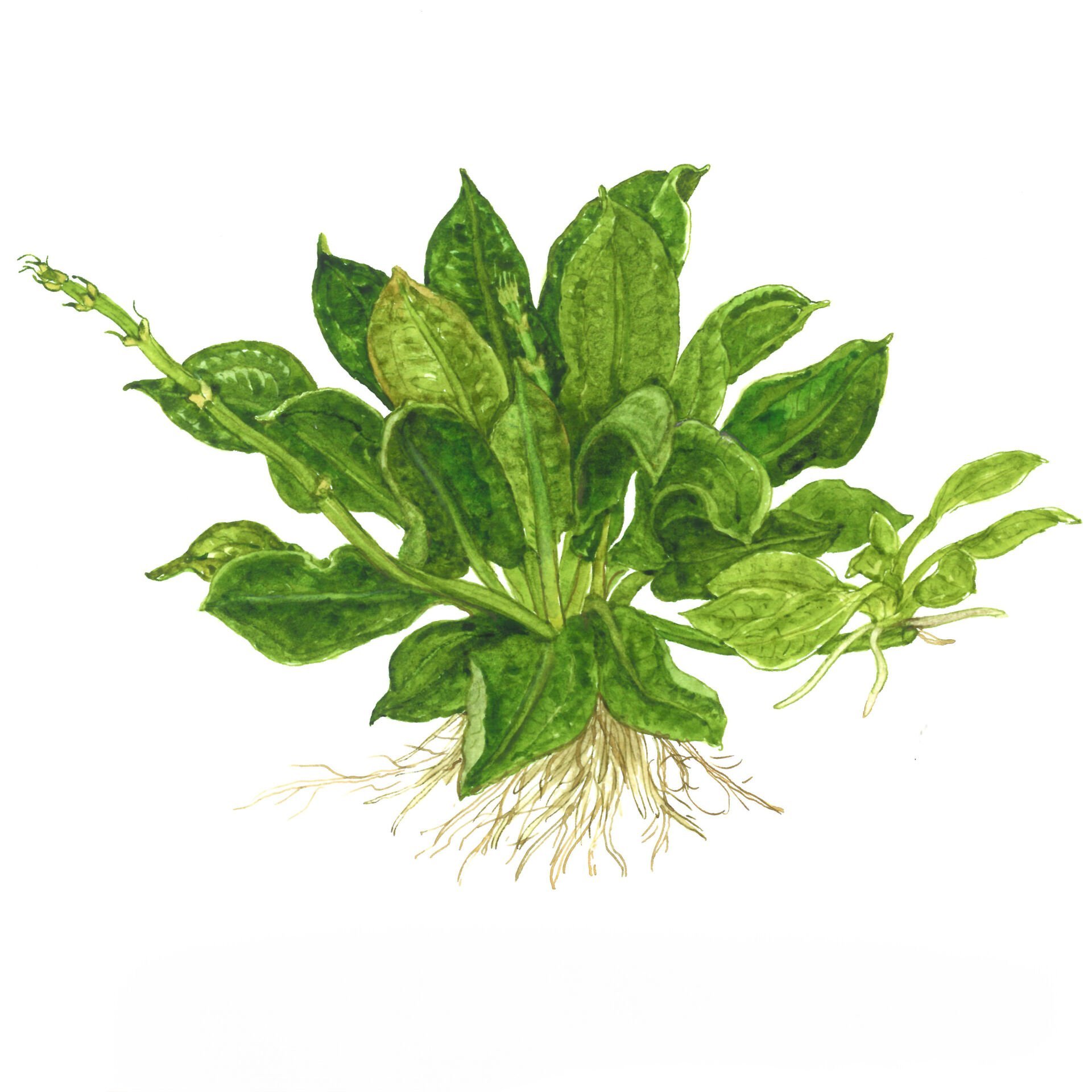 Tropica - Echinodorus grisebachii Tropica 1-2 Grow!