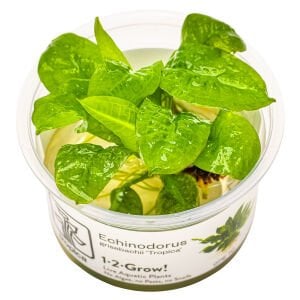 Tropica - Echinodorus grisebachii Tropica 1-2 Grow!
