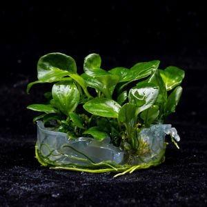 Anubias barteri broad leaf IN VITRO