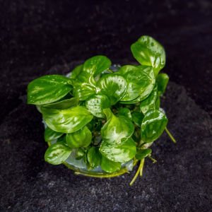Anubias barteri broad leaf IN VITRO