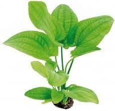 Echinodorus radican ADET - ÖN SİPARİŞ