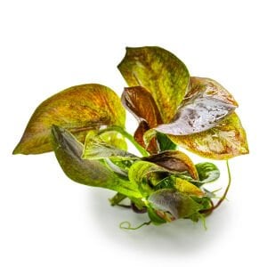 Tropica - Echinodorus reni 1-2 Grow!