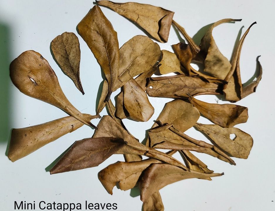 Catappa Yaprağı 25'li Paket (XS) Mini Boy 3-5 cm ÖN SİPARİŞ