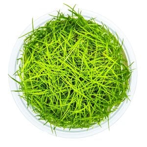 Tropica - Eleocharis acicularis 1-2 Grow!