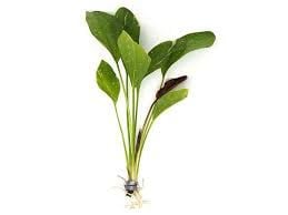 Echinodorus stardust ADET - ÖN SİPARİŞ