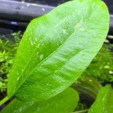 Echinodorus stardust ADET - ÖN SİPARİŞ