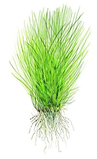 Tropica - Eleocharis pusilla mini 1-2 Grow!