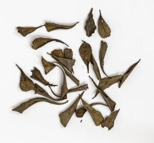 Catappa Yaprağı 25'li Paket (XS) Mini Boy 3-5 cm