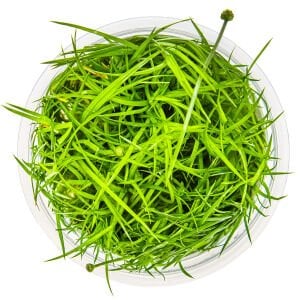 Tropica - Eriocaulon cinereum 1-2 Grow!