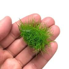 Eleocharis acicularis mini İTHAL BUKET