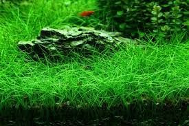Eleocharis acicularis mini İTHAL BUKET