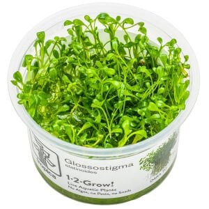Tropica - Glossostigma elatinoides 1-2 Grow!
