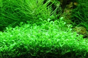 Tropica - Glossostigma elatinoides 1-2 Grow!
