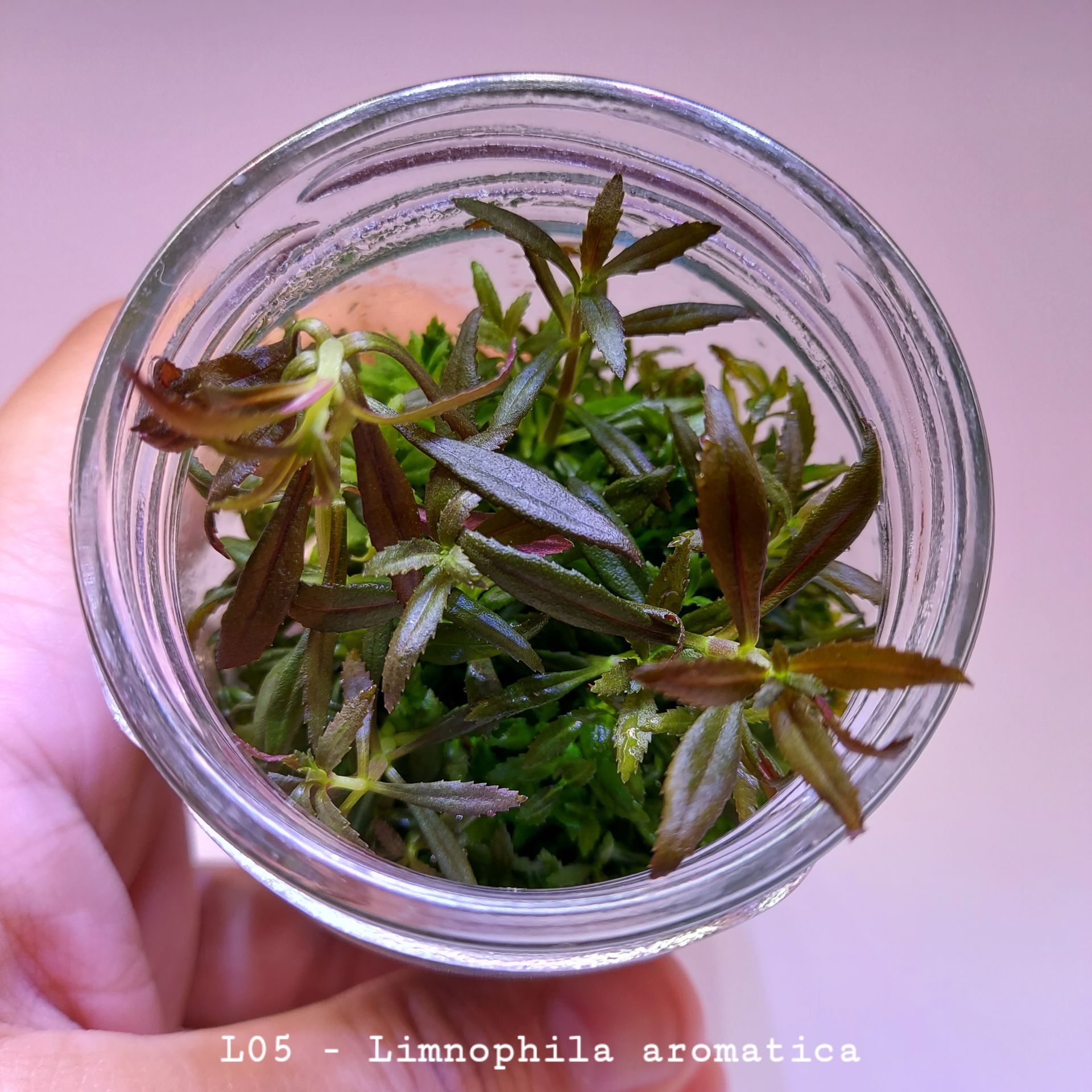 Limnophila aromatica IN VITRO JAR (KAVANOZ)