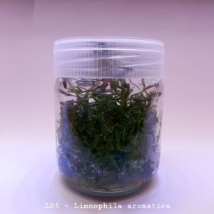 Limnophila aromatica IN VITRO JAR (KAVANOZ)
