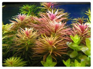 Limnophila aromatica IN VITRO JAR (KAVANOZ)