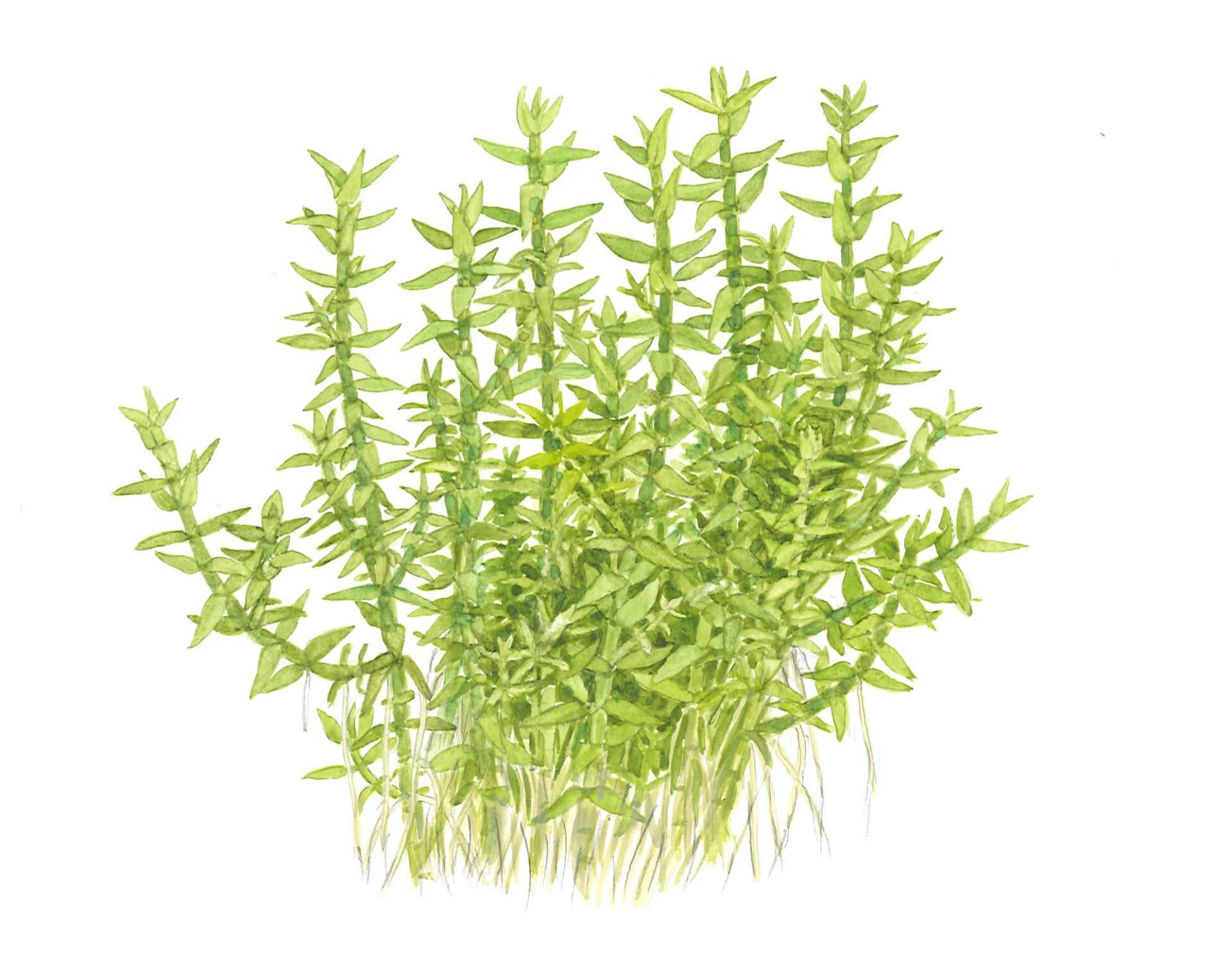 Tropica - Gratiola viscidula 1-2 Grow!