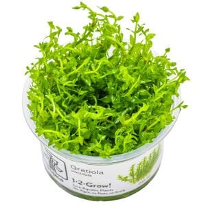 Tropica - Gratiola viscidula 1-2 Grow!