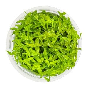 Tropica - Gratiola viscidula 1-2 Grow!