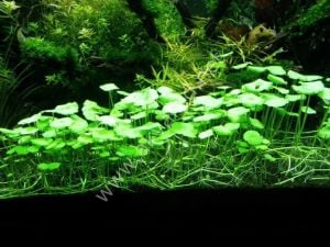 Hydrocotyle compact round IN VITRO CUP