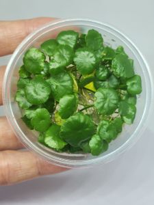 Hydrocotyle compact round IN VITRO CUP