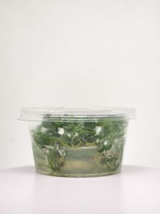 Hydrocotyle compact round IN VITRO CUP