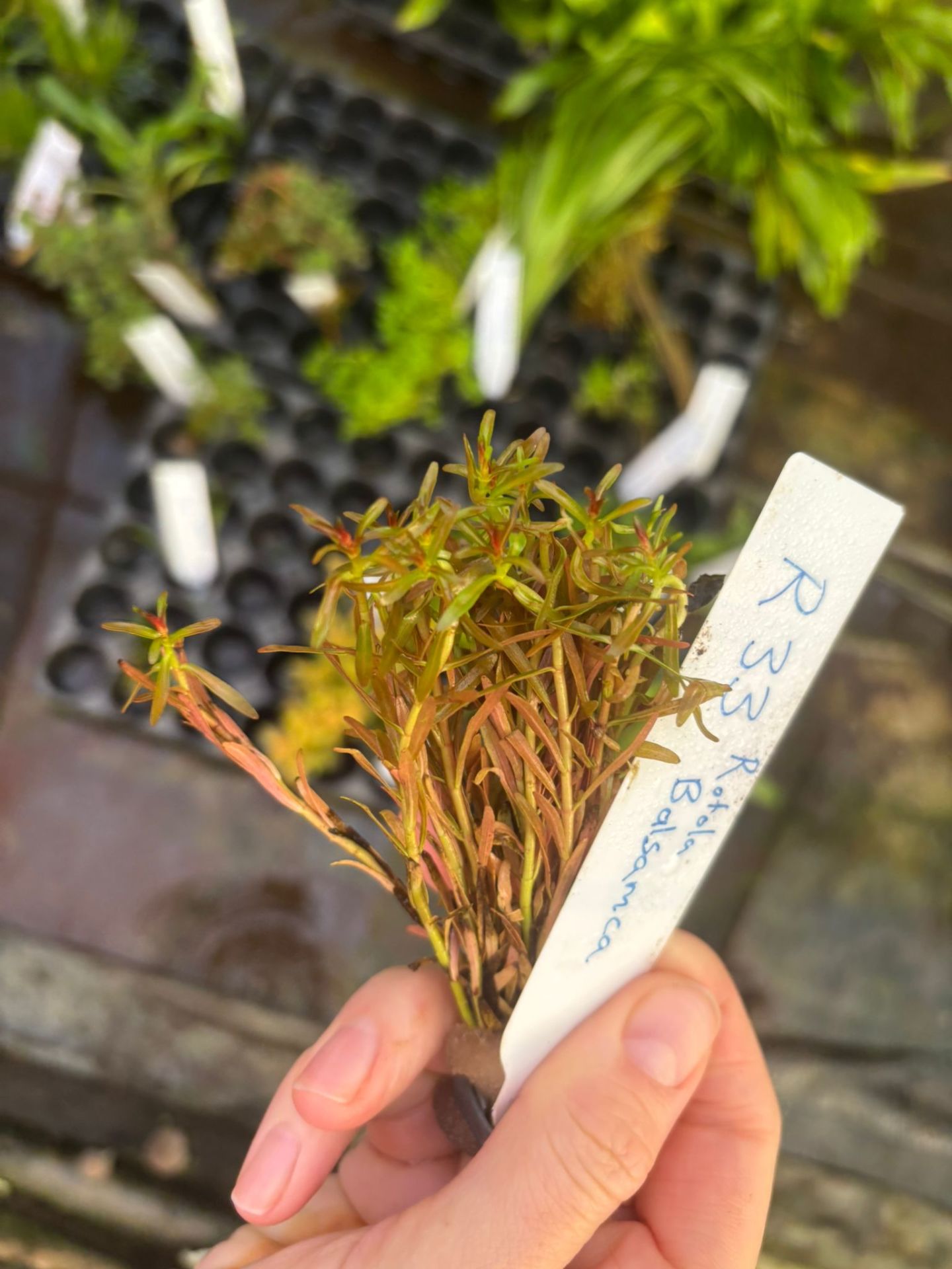Hygrophila balsamica BUKET