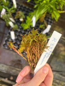 Hygrophila balsamica BUKET