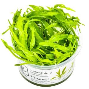 Tropica - Helanthium bolivianum Quadricostatus 1-2 Grow!