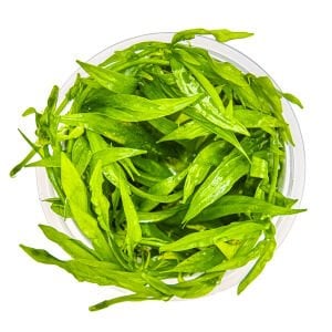 Tropica - Helanthium bolivianum Quadricostatus 1-2 Grow!