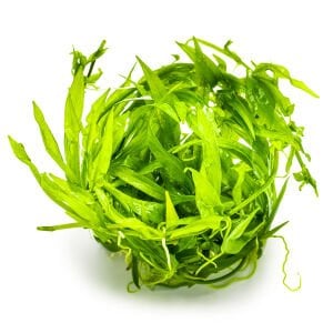 Tropica - Helanthium bolivianum Quadricostatus 1-2 Grow!