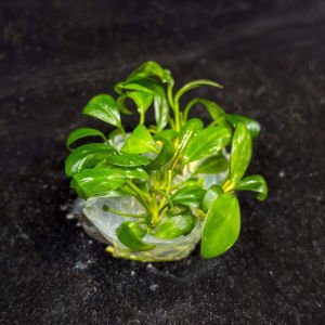 Anubias hastifolia IN VITRO