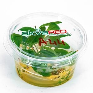 Anubias hastifolia IN VITRO CUP