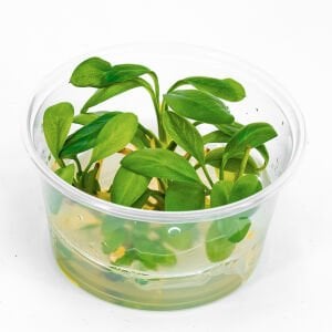 Anubias hastifolia IN VITRO CUP