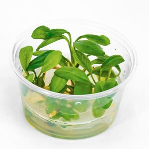 Anubias hastifolia IN VITRO