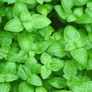 Limnophila rugosa BUKET