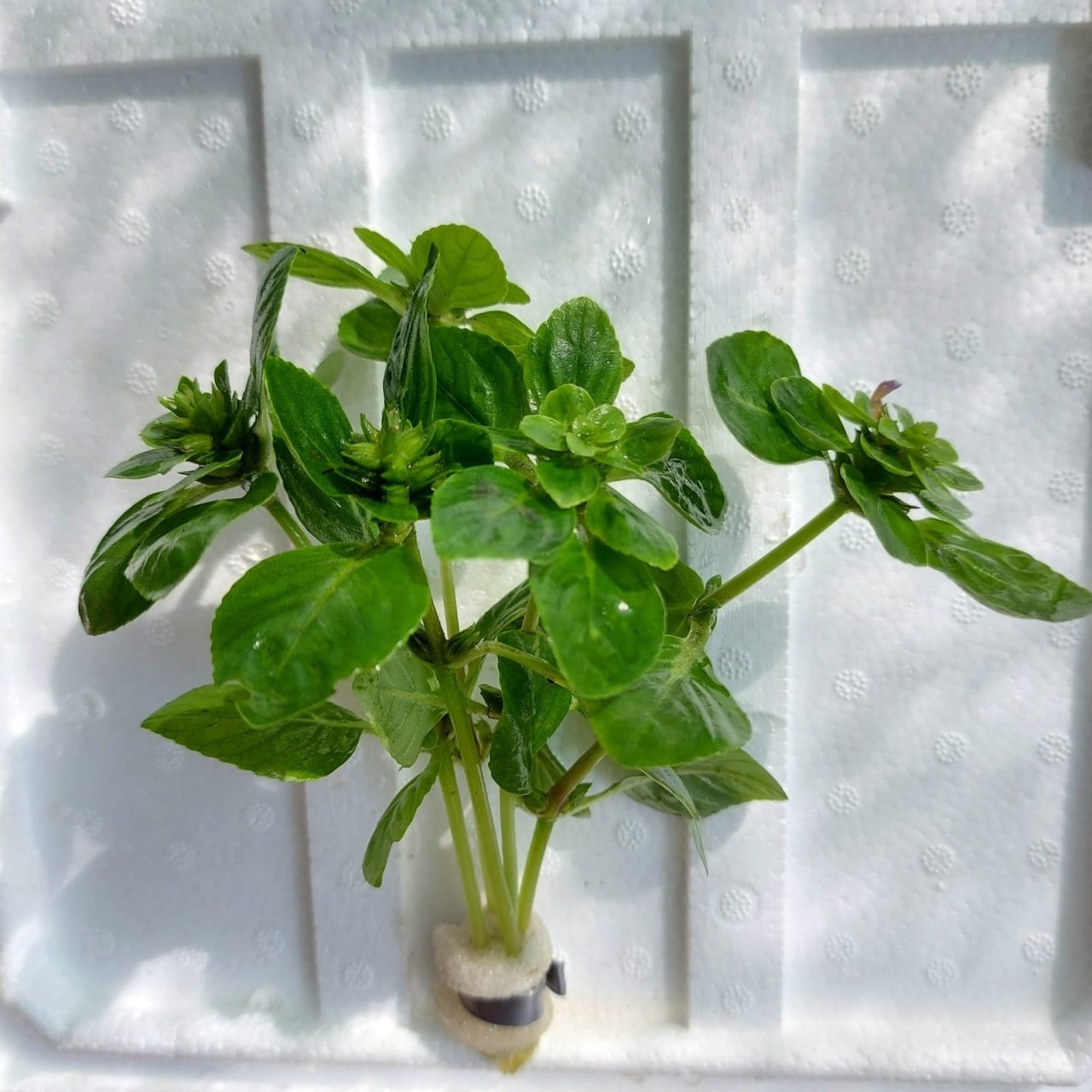 Limnophila rugosa BUKET