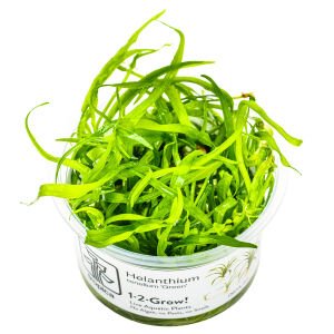 Tropica - Helanthium tenellum Green 1-2 Grow!