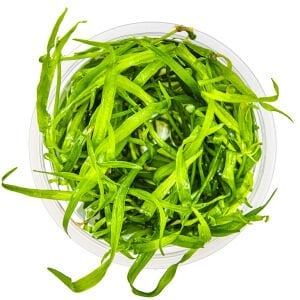 Tropica - Helanthium tenellum Green 1-2 Grow!