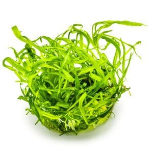 Tropica - Helanthium tenellum Green 1-2 Grow!