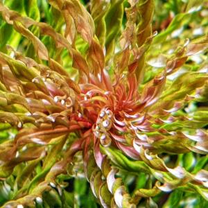 Ludwigia inclinata tornado BUKET