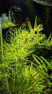 Ludwigia inclinata tornado BUKET
