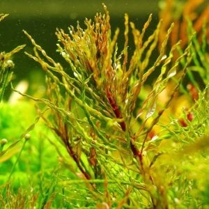 Ludwigia inclinata tornado BUKET