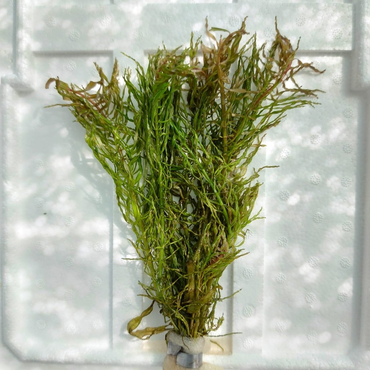 Ludwigia inclinata tornado BUKET
